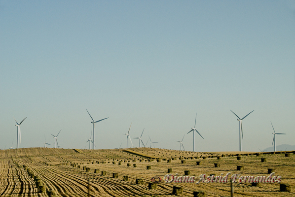USA-wind-turbine-California